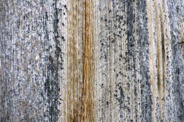 Exotic species hardwood